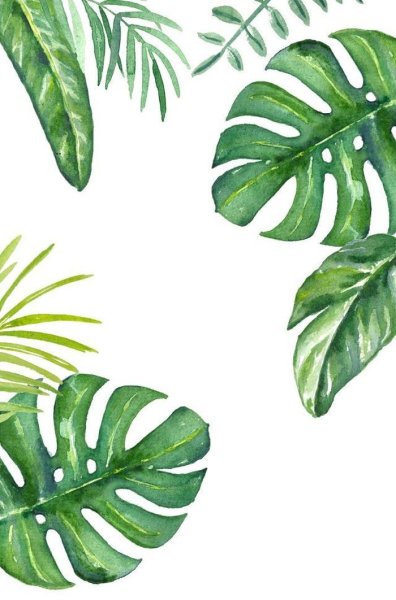 Монстера без фона