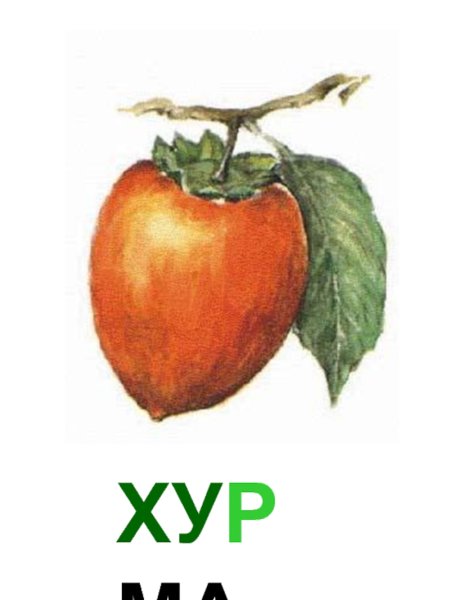 Хурма рисунок