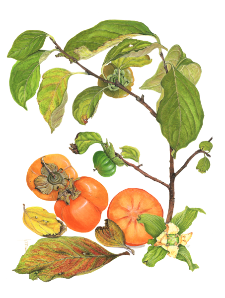 Хурма растение