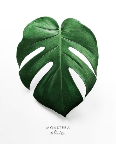 Листья Monstera вектор