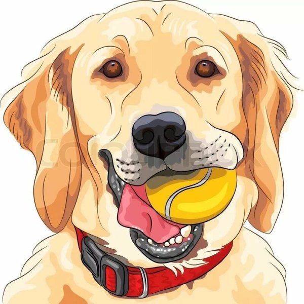 Лабрадор ретривер нарисовать