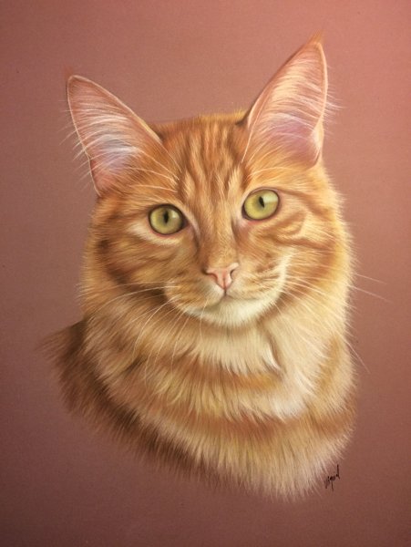 Кошка рисунок