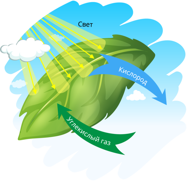 Фотосинтез растений