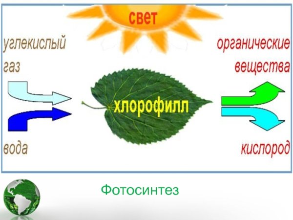 Фотосинтез листа схема