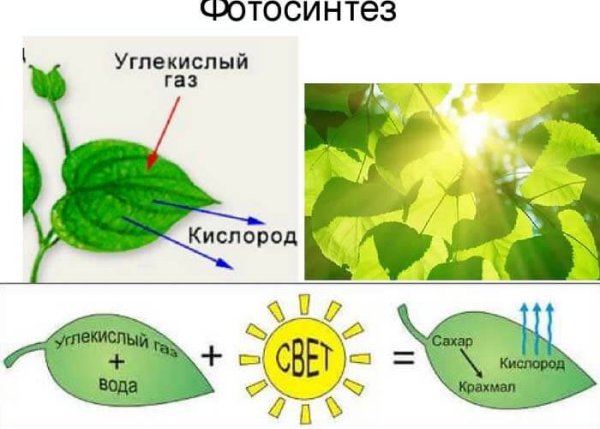 Фотосинтез растений 6 класс биология