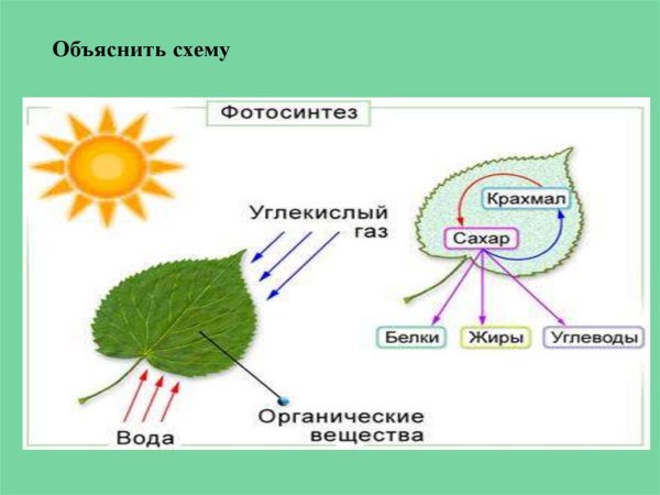 Схема отражающая процесс фотосинтеза
