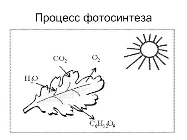 Схема процесса фотосинтеза