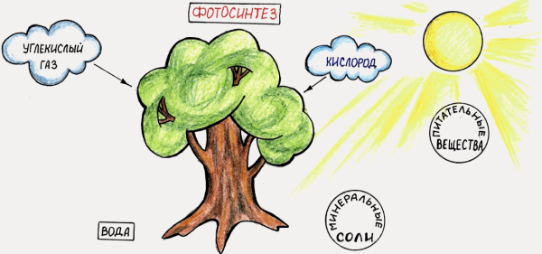 Фотосинтез деревьев