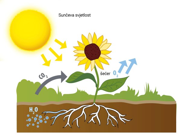 Фотосинтез для детей
