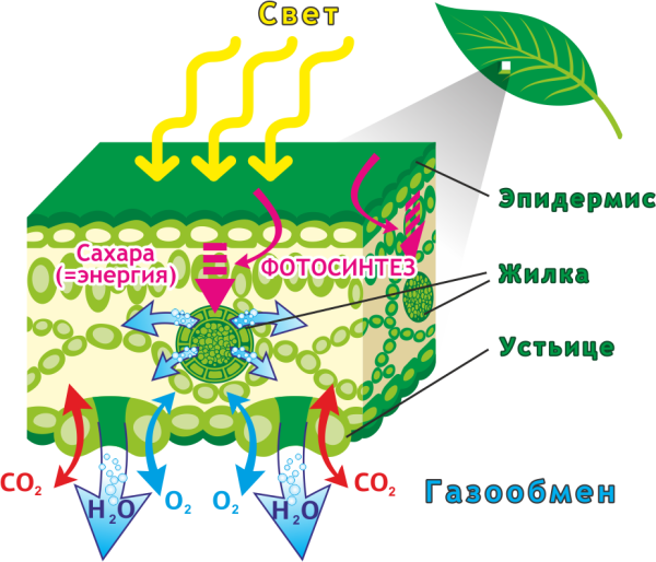 Фотосинтез листа