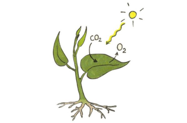 Фотосинтез растений рисунок