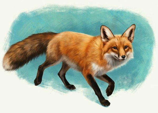 Лиса картинки нарисованные