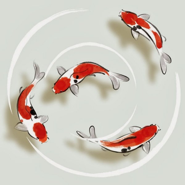 Японский Карп кои референс