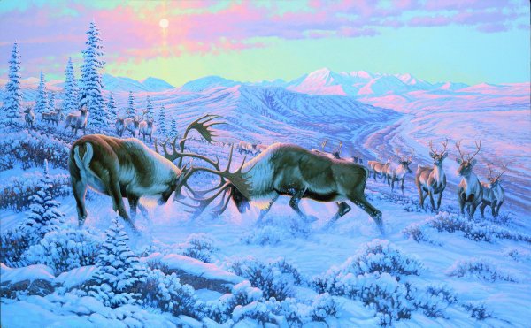 Эвенкия тундра