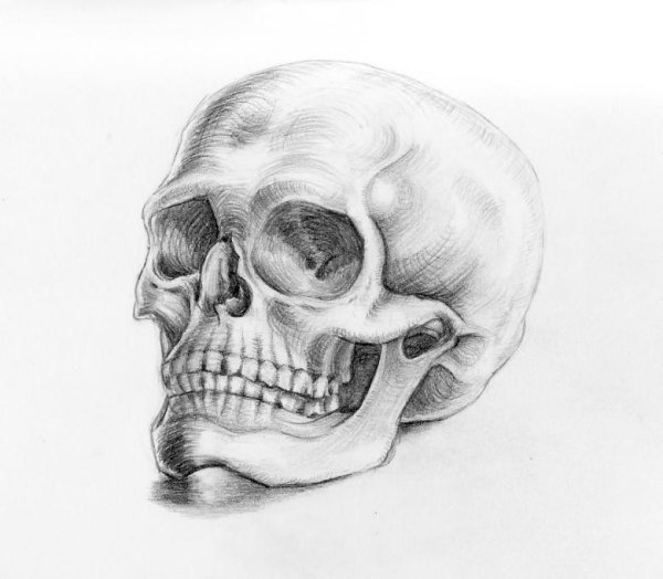 Череп для срисовки