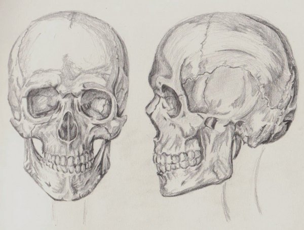 Рисунки черепов