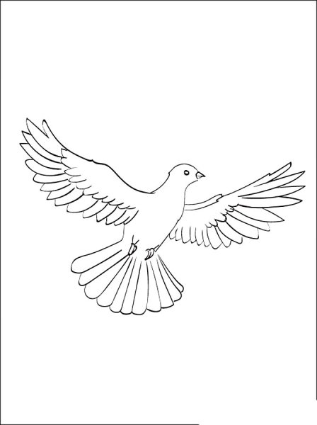 Голубь раскраска