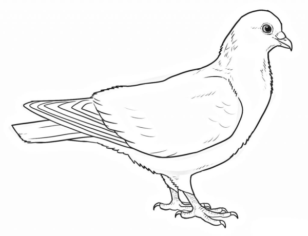 Голубь раскраска для детей