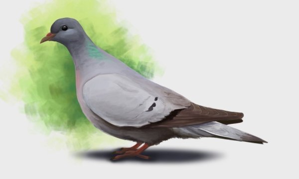 Дети голубей