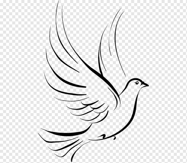 Голубь Графика