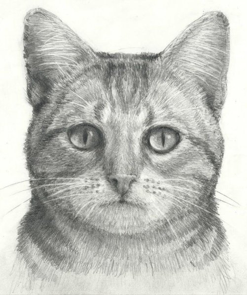 Лицо кошки карандашом