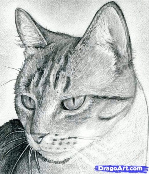 Кошка рисунок карандашом