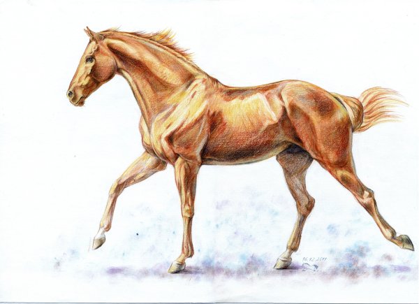 Изображение лошади рисунок