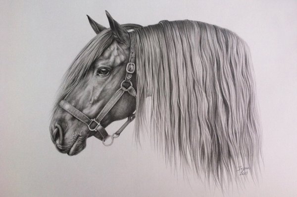 Лошадь рисунок карандашом