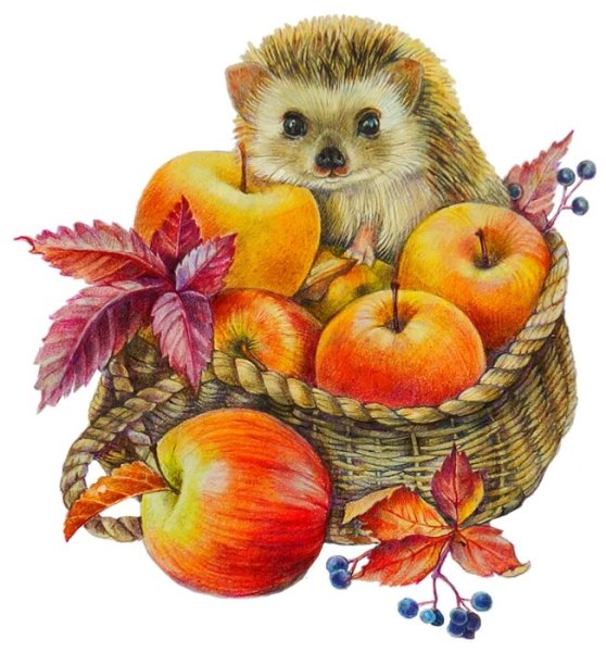 Ежик с лукошком