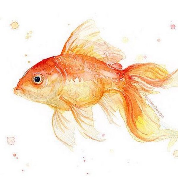 Золотая рыбка акварель
