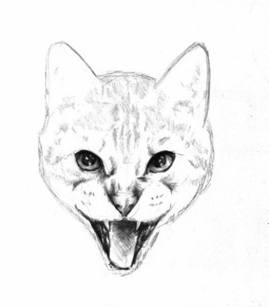 Набросок кошачьей мордочки