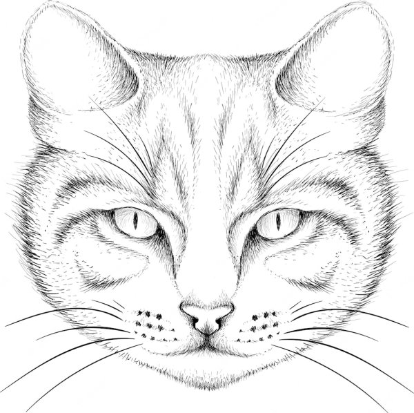 Голова кошки эскиз