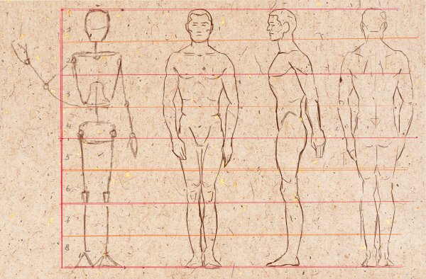 Построение человека рисунок пропорции