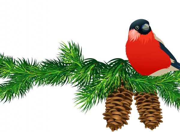 Снегирь на еловой ветке