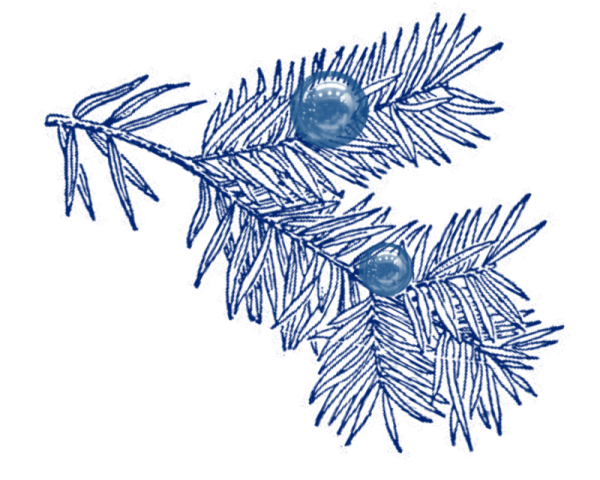 Ветка Еловая