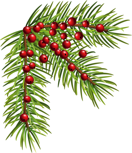 Елочная ветка