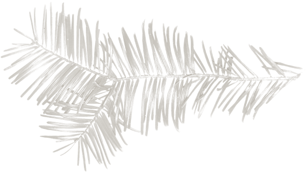 Ветка Еловая