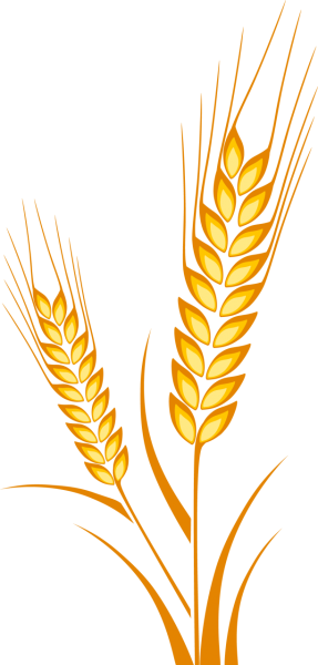 Колос пшеницы рисунок