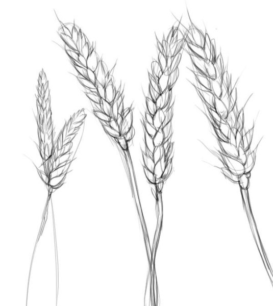 Пшеница эскиз