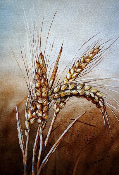 Колоски рожь и пшеница