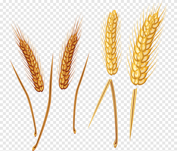 Колосья ржи и пшеницы