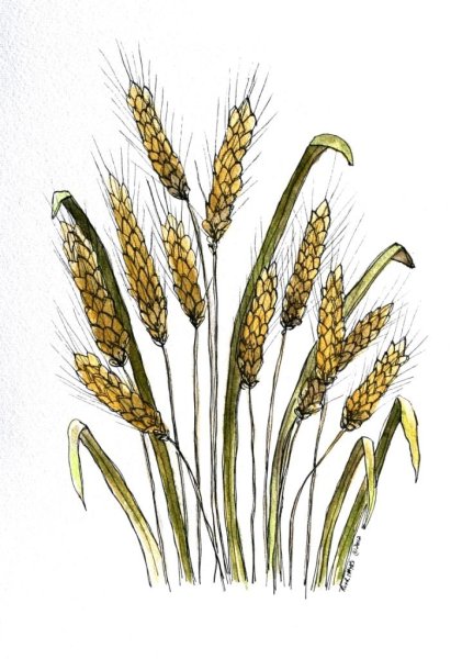 Пшеница карандашом