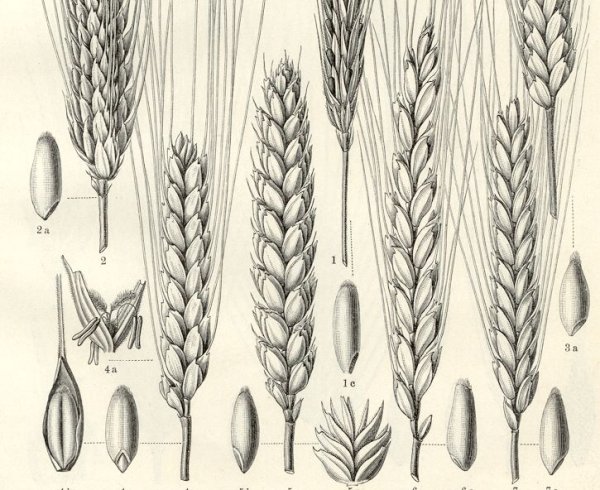 Пшеница гравюра