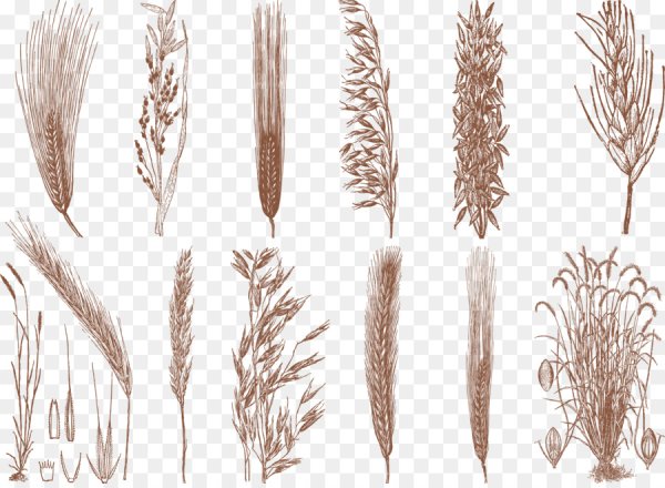 Злаки рисование