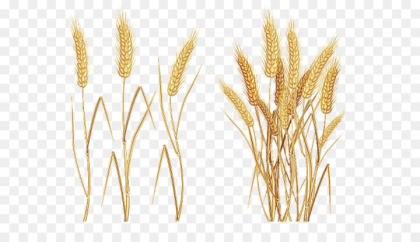 Пшеница ПСД