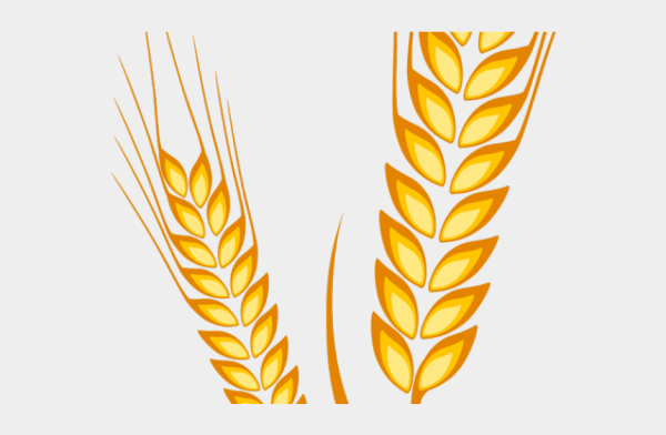 Колоски пшеницы для рисования