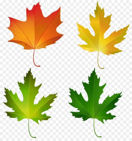 Листок кленовый кленовый