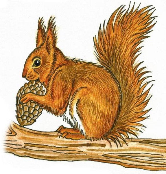 Рисунок белки