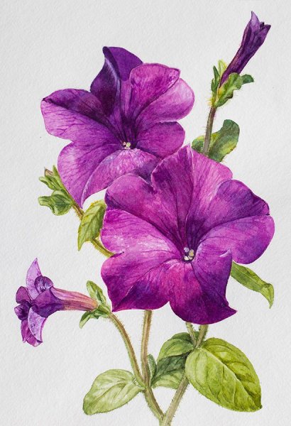 Петуния гербарий