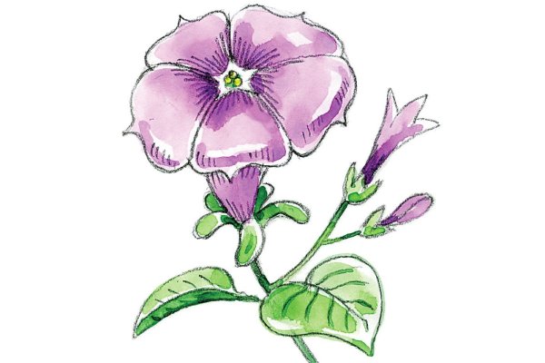 Чашелистик петунии